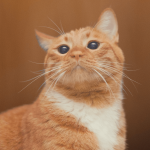 puffocatto official profile picture